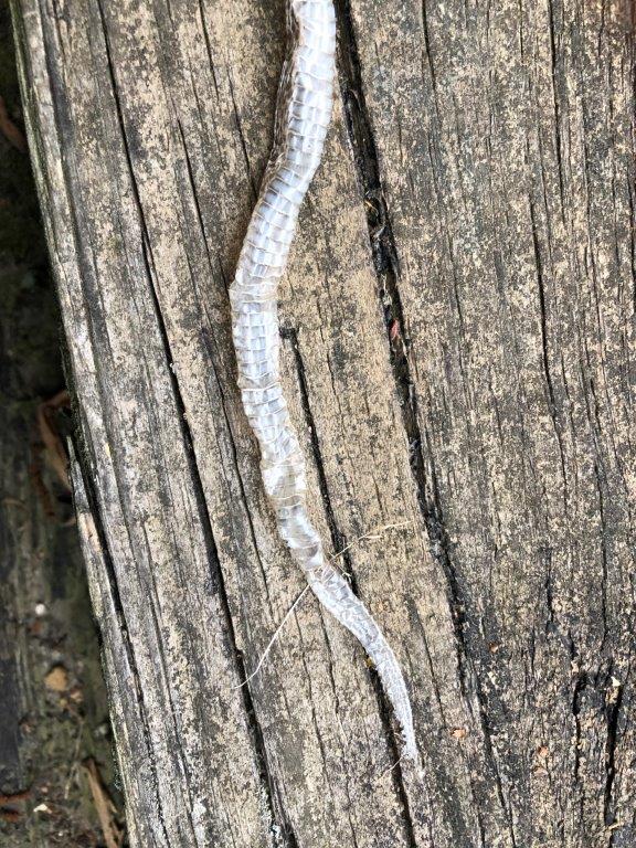 Tallahassee snake skin
